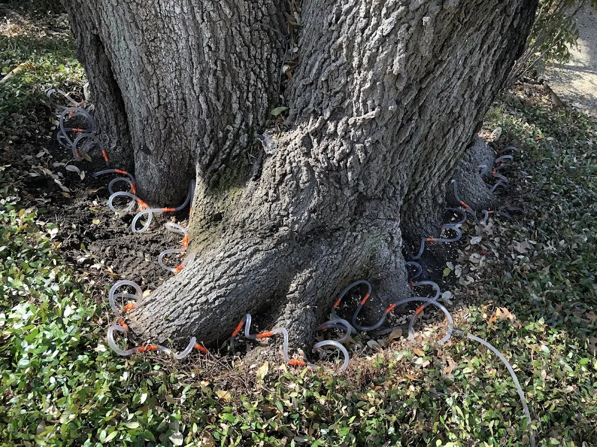 Detailed Tree Cabling and Bracing job site in Scottsburg