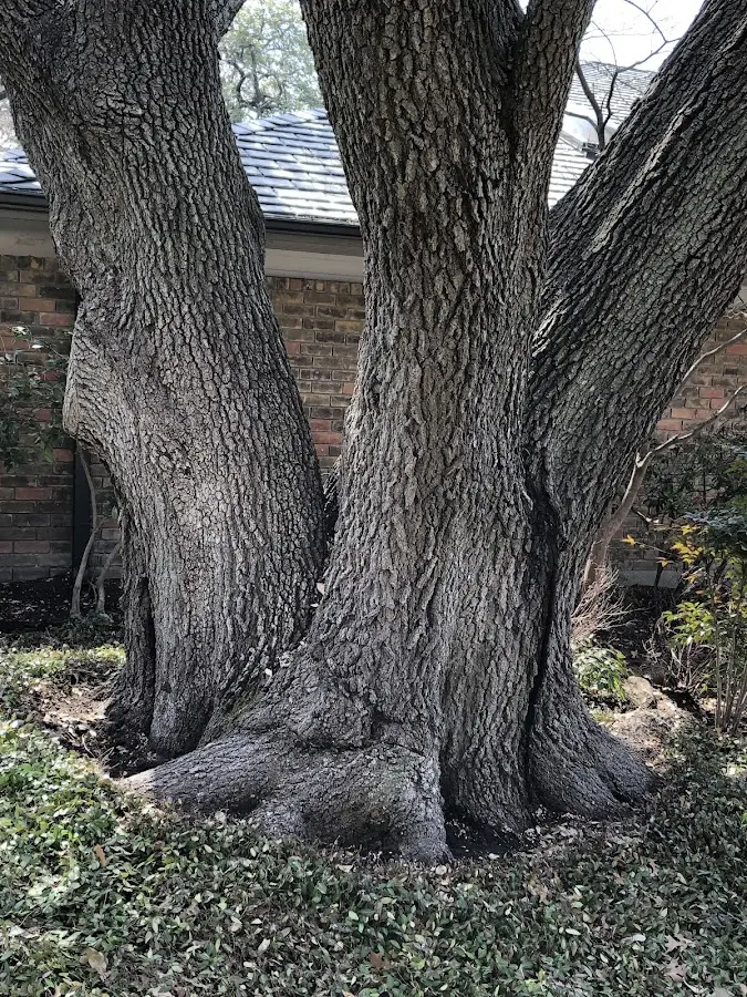 Mature heritage tree close to a Scottsburg property cared for by certified arborists